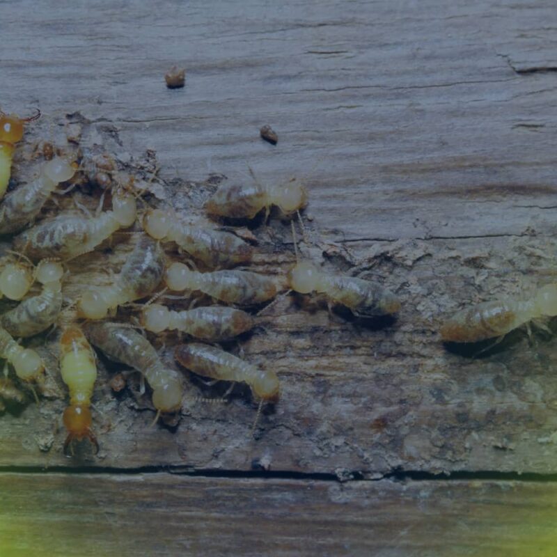 A group of pale worker termites and orange-headed soldier termites with large mandibles crawl across a piece of weathered wood.