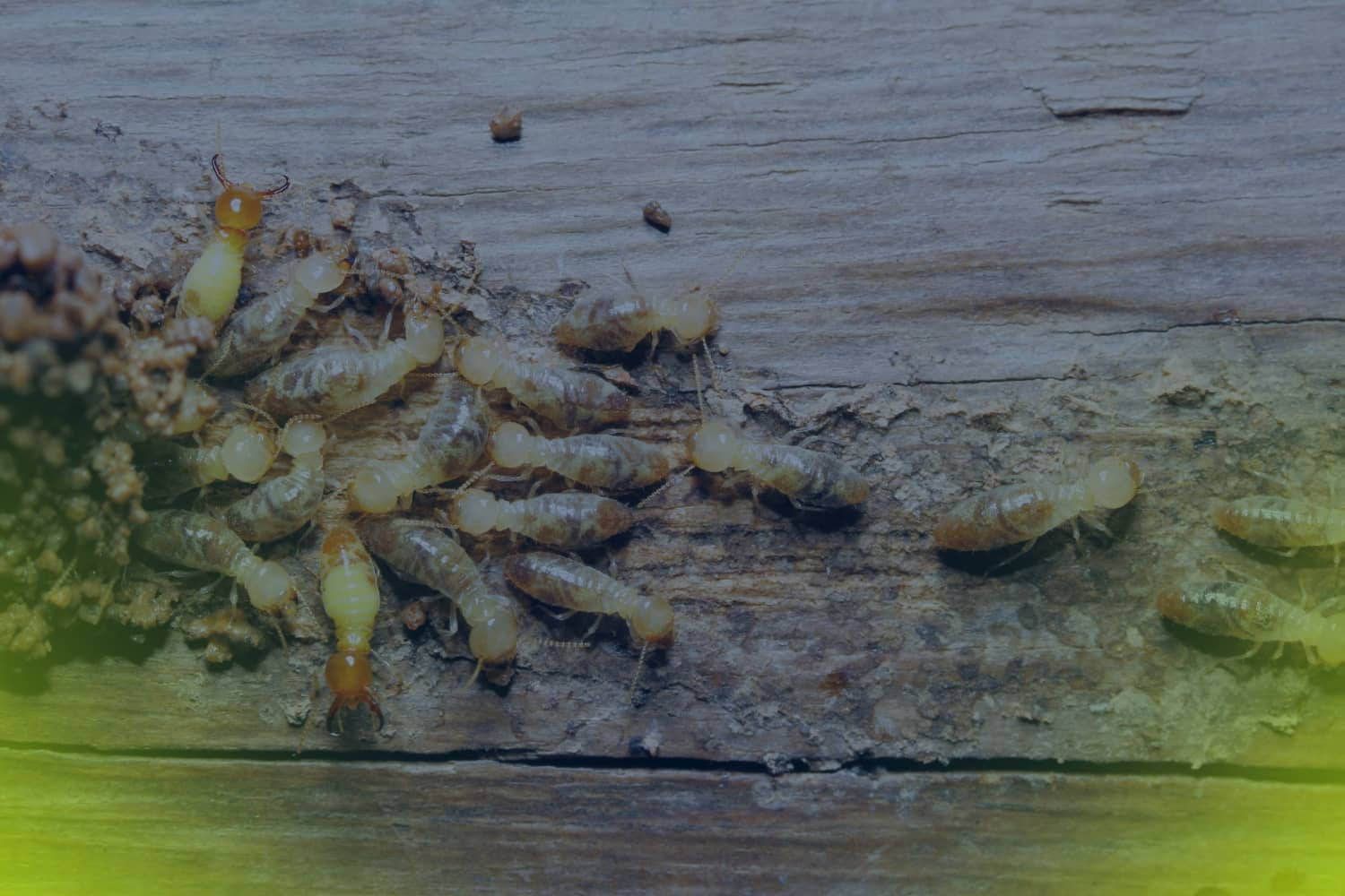 Termite Evidence Every Homebuyer Should Be Able to Spot
